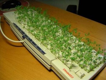 clavier fleuri